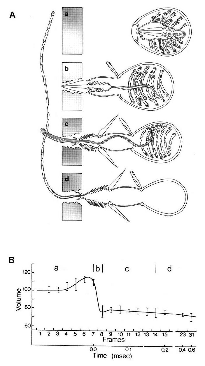 Kra33at