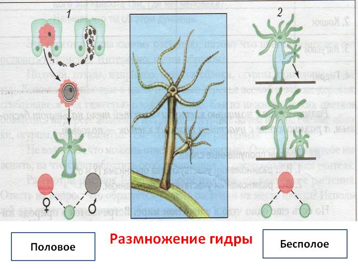 Кракен тор krakens13 at